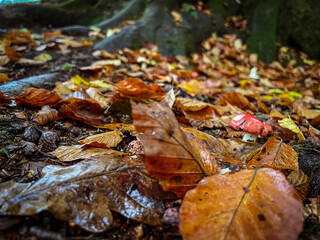 autumn leaves on the ground