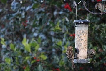 bird on a feeder
