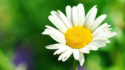 Obraz premium Inflorescence of a daisy with stamens macro photography in high resolution. White chamomile on a blurred green background with copy space. The concept of gardening as a hobby.