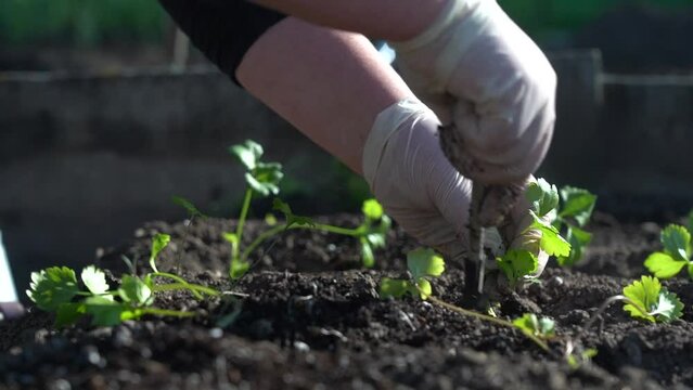 Plant the green young seedlings into the ground with your hands