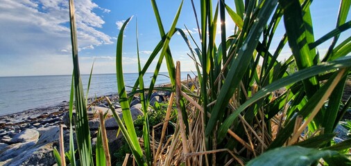 grass on the beach