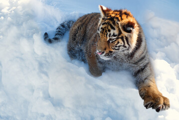 A tiger in the snow with its clawed paw extended forward.