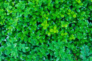 close-up nature view on the background of green leaves. Flat lay, natural nature concept, boxwood leaves
