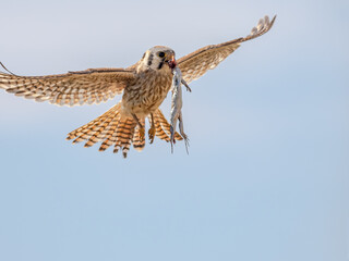 American Kestrel in Flight