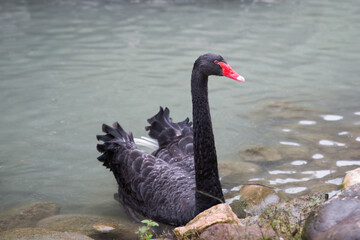 Naklejka premium black swan on the lake