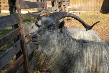Close-up of two beautiful goats gray and white with big horns. Animal mammal of the order Artiodactyla looking in the camera.