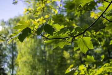 Close-up green maple leaves on a background sunlight. Foliage with soft focus - bokeh effect. Sunny spring nature, beautiful maple branch wallpaper, natural texture, parkland landscape.
