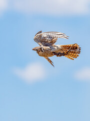 American Kestrel in Flight