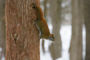 Little squirrel (chipmunk) in the canadian forest  on a cold winter day