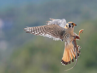 American Kestrel in Flight
