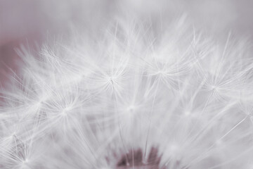 Dandelion hat with seeds close-up. Light summer floral background. Airy and fluffy wallpaper. Tinted backdrop. Dandelion fluff  wallpaper. Macro