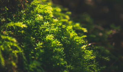Dark Nature view on forest landscape. Beautiful green moss under sunlight. moss closeup, macro. Beautiful nature background, pattern, wallpaper.