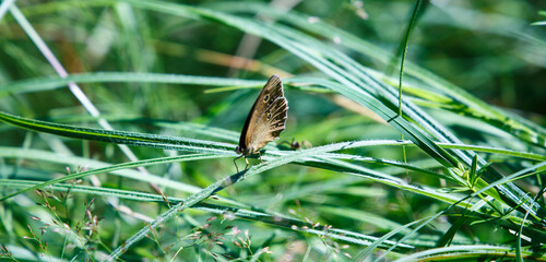 Butterfly in the grass on a meadow in sunny day. Bright natural scene. Wonderful nature background. Creative image. Beautiful summer landscape closeup.