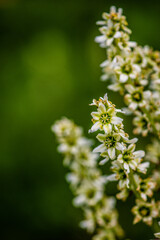 Fototapeta premium mountain wildflowers