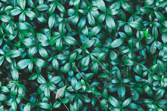 Green leaves under sunlit. Wonderful natural texture. Abstract background of nature small leaves in the forest.  Toned Creative image.