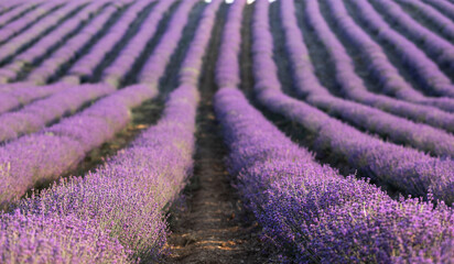 Fototapeta na wymiar Lavender field at sunset. Rows of blooming lavende to the horizon. Provence region of France.