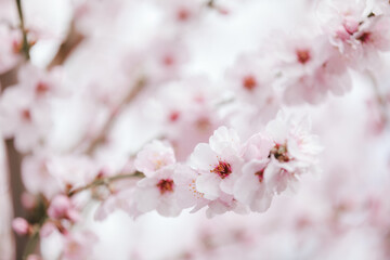 Almond blossom. Almond tree blooming in springtime with tiny white and pink flowers.