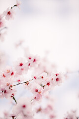 Almond blossom. Almond tree blooming in springtime with tiny white and pink flowers.
