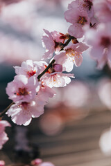 Almond blossom. Almond tree blooming in springtime with tiny white and pink flowers.