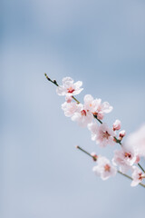 Almond blossom. Almond tree blooming in springtime with tiny white and pink flowers.