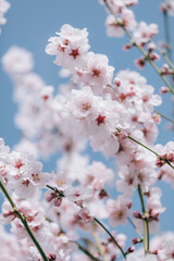 Almond blossom. Almond tree blooming in springtime with tiny white and pink flowers.