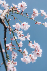 Almond blossom. Almond tree blooming in springtime with tiny white and pink flowers.