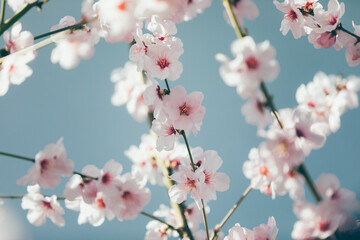 Almond blossom. Almond tree blooming in springtime with tiny white and pink flowers.