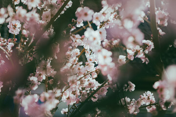 Almond blossom. Almond tree blooming in springtime with tiny white and pink flowers.