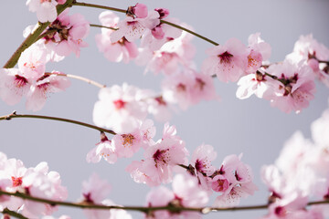 Almond blossom. Almond tree blooming in springtime with tiny white and pink flowers.