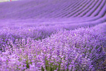 Naklejka na ściany i meble Lavender field at sunset. Rows of blooming lavende to the horizon. Provence region of France.