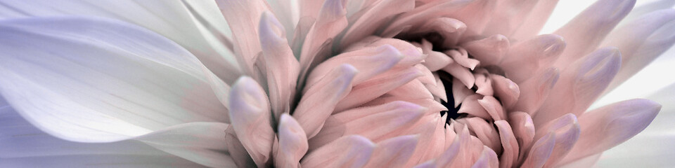 Dahlia bloom. Flower petals closeup. Light vegetal banner. Pale gray and pink plant headline. Macro