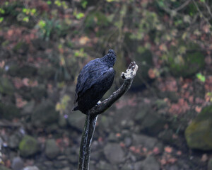 bird on a fence