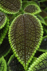 Green leaves of "Moon Valley" plants in St. Gallen, Switzerland. Its scientific name is Pilea Mollis.