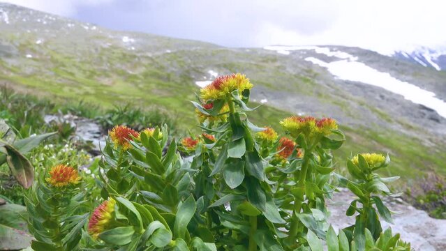 Aaron's rod or Golden root (Rhodiola rosea) developed plants with large roots - very strong medicinal properties. Altai mountains. Spectacular medicinal herbs (drug raw materials) of Altai region