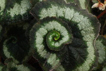 Hybrid "Begonia Rex Escargot" houseplant with a spiral pattern on the leaves in St. Gallen, Switzerland. 