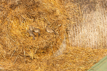 Feldlerchen suchen in einem Strohballen nach Körnern
