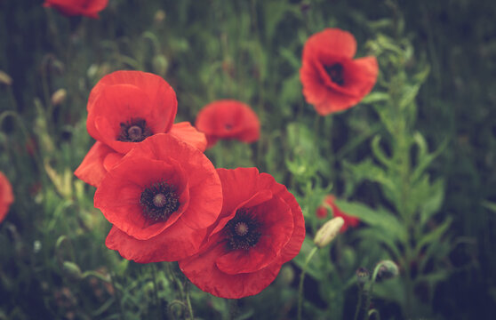 Poppy field on a sunny day. Red poppy flowers, close up on the green grass background. creative image. retro effect