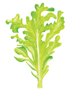 Watercolor escarole isolated on white background.Image format illustration