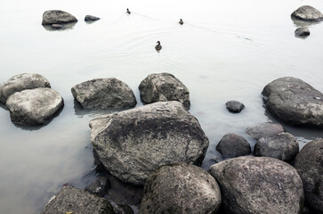 Gray granite stones and ducks are in a shallow water