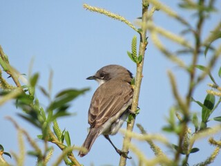 blackbird