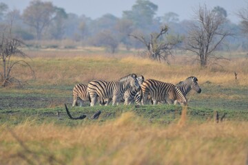 Fototapeta na wymiar A herd of plains zebras in the Okavango Delta