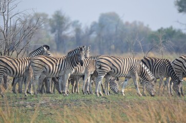 A herd of plains zebras in the Okavango Delta