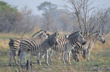 Fototapeta na wymiar A herd of plains zebras in the Okavango Delta