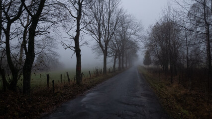Mysterious foggy landscape with broad leaf trees along asphalt road at autumn/fall. Fog, mist. Eastern Europe, Moravia.   .