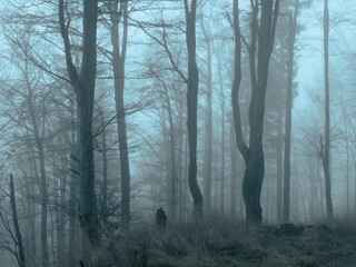 Creepy beech trees forest in Jeseniky mountains at autumn. Gloomy hilly foggy landscape, tree trunks. Jeseniky mountains, Eastern Europe, Moravia.  .