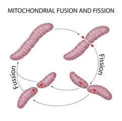 Mitochondria are dynamic organelles that constantly fuse and divide - obrazy, fototapety, plakaty