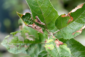 Apple leaves damaged by Choreutis pariana Apple Leaf Skeletonizer. The larvae (caterpillars) feed on fruit trees: apple, pear and cherry in orchards and gardens causing damage.