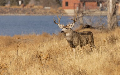 Buck Mule Deer in Colorado in Autumn