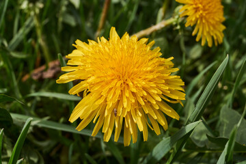 Dandelions bloom on the lawn in the garden.