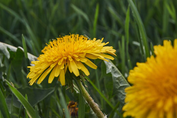 Dandelions bloom on the lawn in the garden.